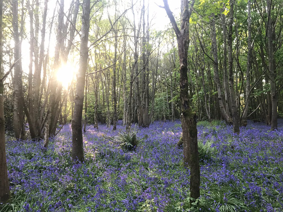 I was asked the other day by a councillor: ‘how important is the community &amp; public sector in shaping high streets?’ 

My answer: Fundamental. 

A local community is like the mycelial network in the soil supporting the whole forest ecosystem. 

A thread/