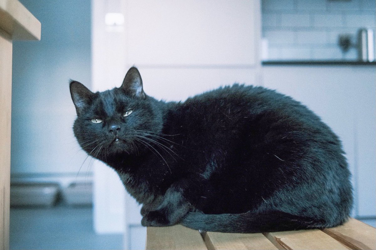 Akemi 目を細める 悪の顔 Cat Blackcat Tuxedocat ねこ 黒猫 ハチワレ Brothers Fujifilm Fujifilm Xseries X100v