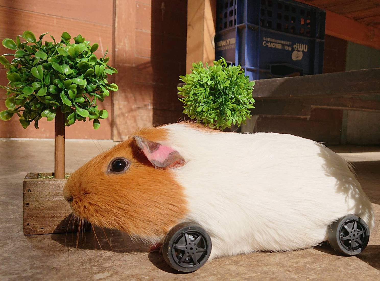 ひるがの高原 牧歌の里 公式 モルカーめっちゃ可愛いけど ウチのモルちゃんズも相当可愛いんだけど せや ウチのモルちゃんズが自動車の真似したら最強なのでは 人人人人人人人人 モルカーに挑戦 Y Y Y Y Y Y 牧歌の里 モルモット