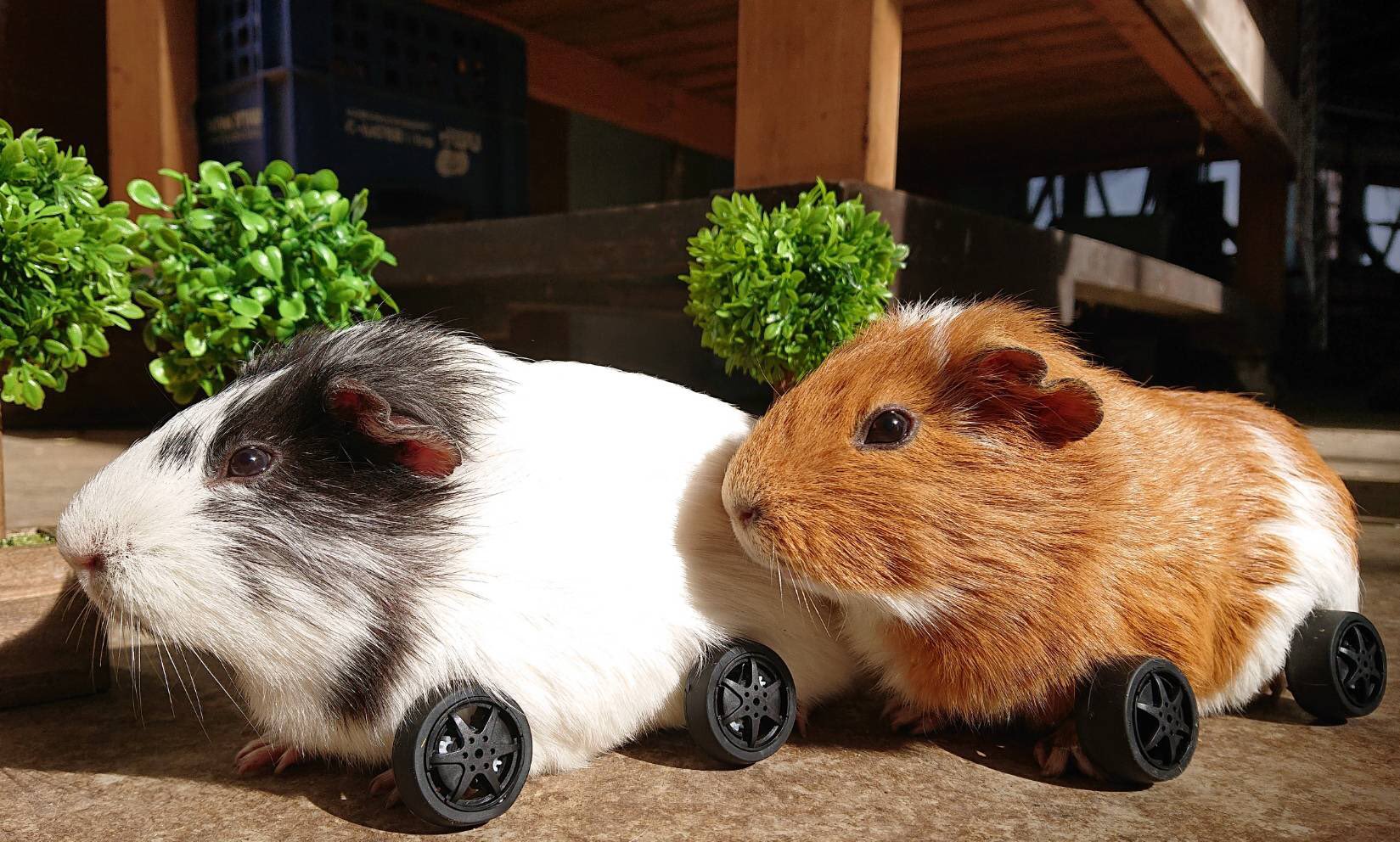 ひるがの高原 牧歌の里 公式 モルカーめっちゃ可愛いけど ウチのモルちゃんズも相当可愛いんだけど せや ウチのモルちゃんズが自動車の真似したら最強なのでは 人人人人人人人人 モルカーに挑戦 Y Y Y Y Y Y 牧歌の里 モルモット