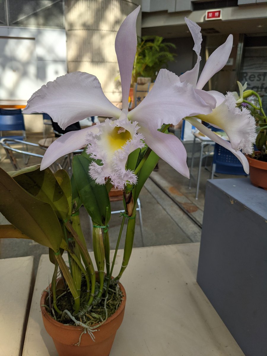 Niren 大輪の おそらくディグビアナを交配に使ったカトレアでも私同じこと思いました 花って本当にすごいですよね Niren 大輪の おそらくディグビアナを交配に使ったカトレアでも私同じこと思いました 花って本当にすごいですよね