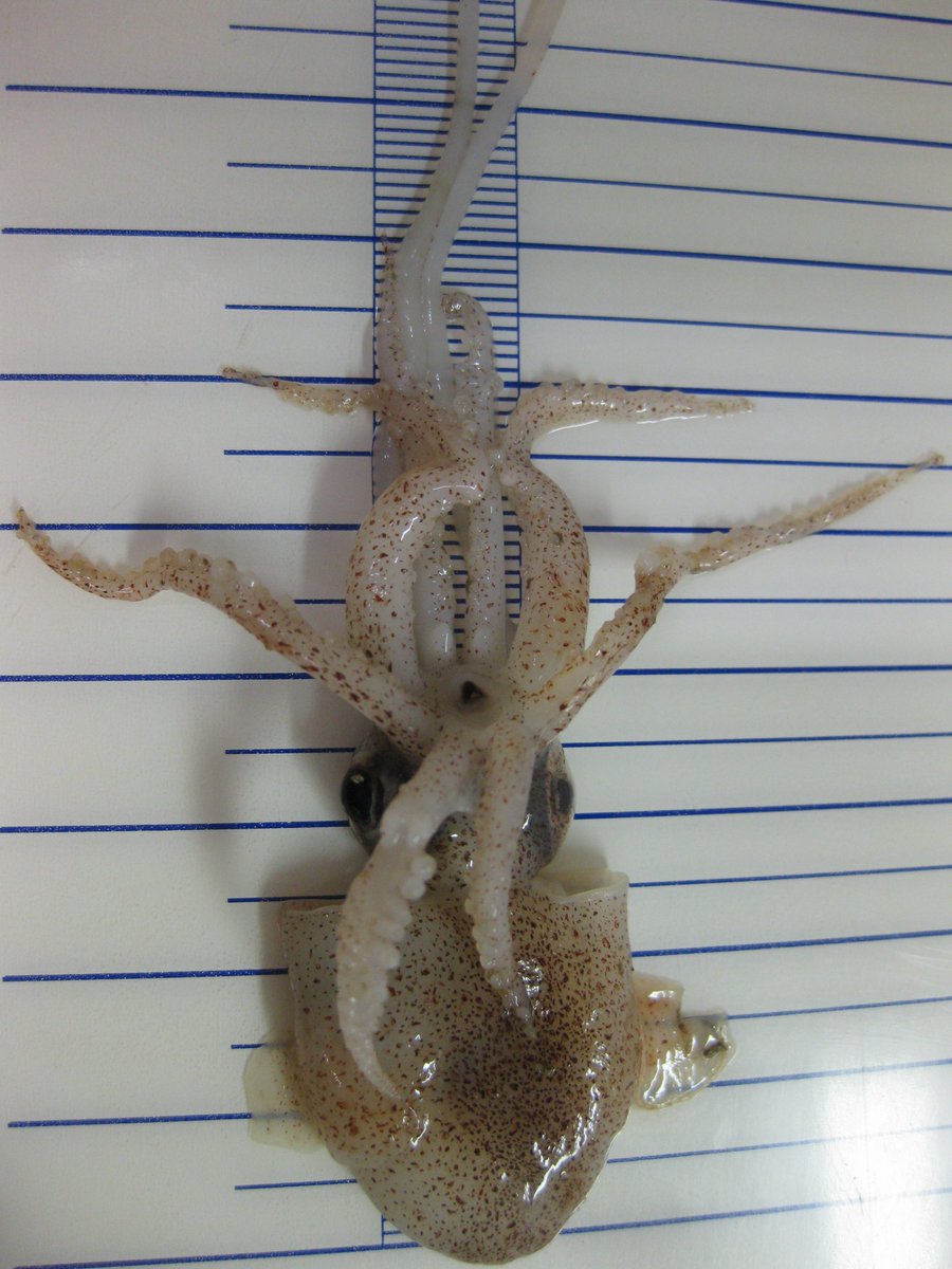 Today it was published our last article on bobtail biodiversity, based on molecular and morphological data. You can read it here: frontiersin.org/articles/10.33… [1/n] <a href="/FrontMarineSci/">Frontiers - Marine Science</a> <a href="/ICMCSIC/">ICM-CSIC</a> <a href="/icm_young/">ICM Young Researchers</a> <a href="/RyanInstitute/">Ryan Institute @ University of Galway</a> #LoveIrishResearch