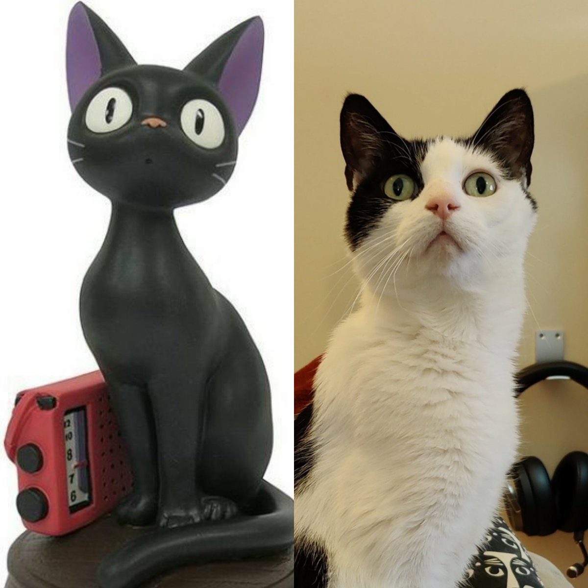 SmidgeCat's tweet photo. I'm doing my best impression of JiJi the delivery cat ๐ธ #CatsOfTwitter #deliverycat #cats https://t.co/FSfVUZ6u1V