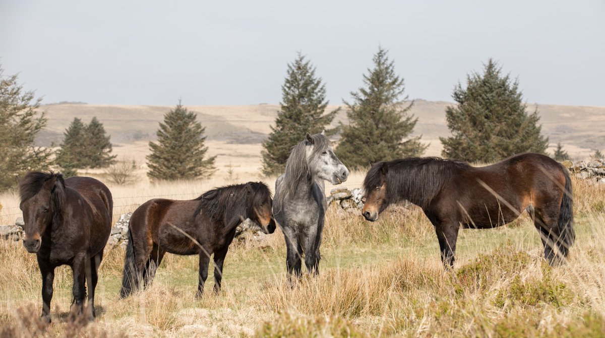 AthwennaIrons's tweet photo. Charity fears for future of #Dartmoor #ponies due to the #coronavirus pandemic: https://t.co/82rgeZdz5k @dartmoorponyht @VisitDartmoor @dartmoornpa @LooseyLocket @ImagesofWild #Devon #dartmoorpony #gonative #nativebreeds #conservation #environment #lockdown #lockdownuk https://t.co/31zqOAle9u