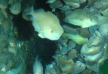 Hva skal til for å lykkes med rensefisk? Det blir belyst nå når dag to av #Lusekonferansen2021 går av stabelen