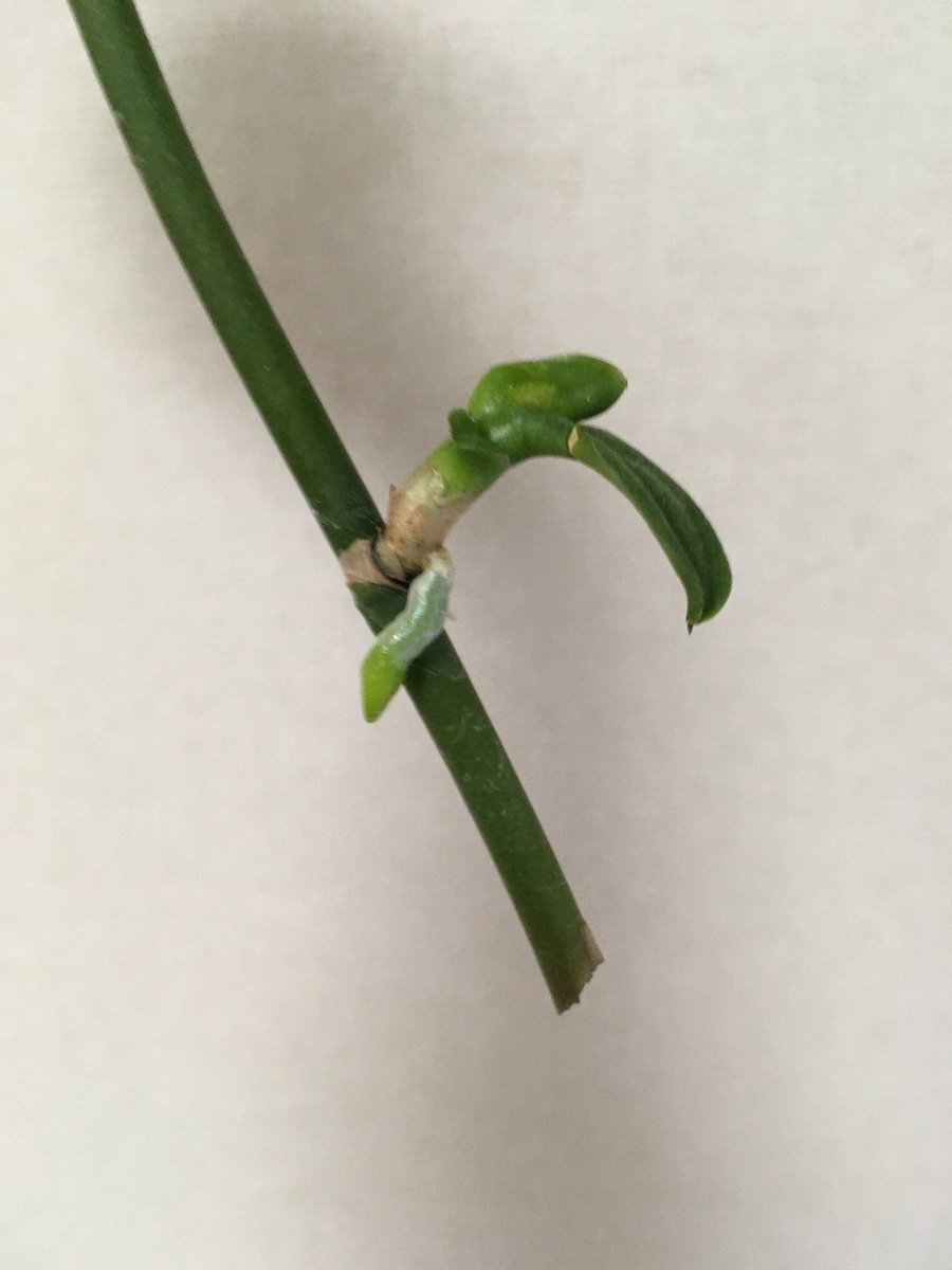 はるぴーまん 胡蝶蘭の花の終わった茎を一年間水さしして育ててたら遂に根が出てきた 蘭の生命力に脱帽です 胡蝶蘭 花芽 発根 はるぴーまん 胡蝶蘭の花の終わった茎を一年間水さしして育ててたら遂に根が出てきた 蘭の生命力に脱帽です 胡蝶蘭 花芽 発根
