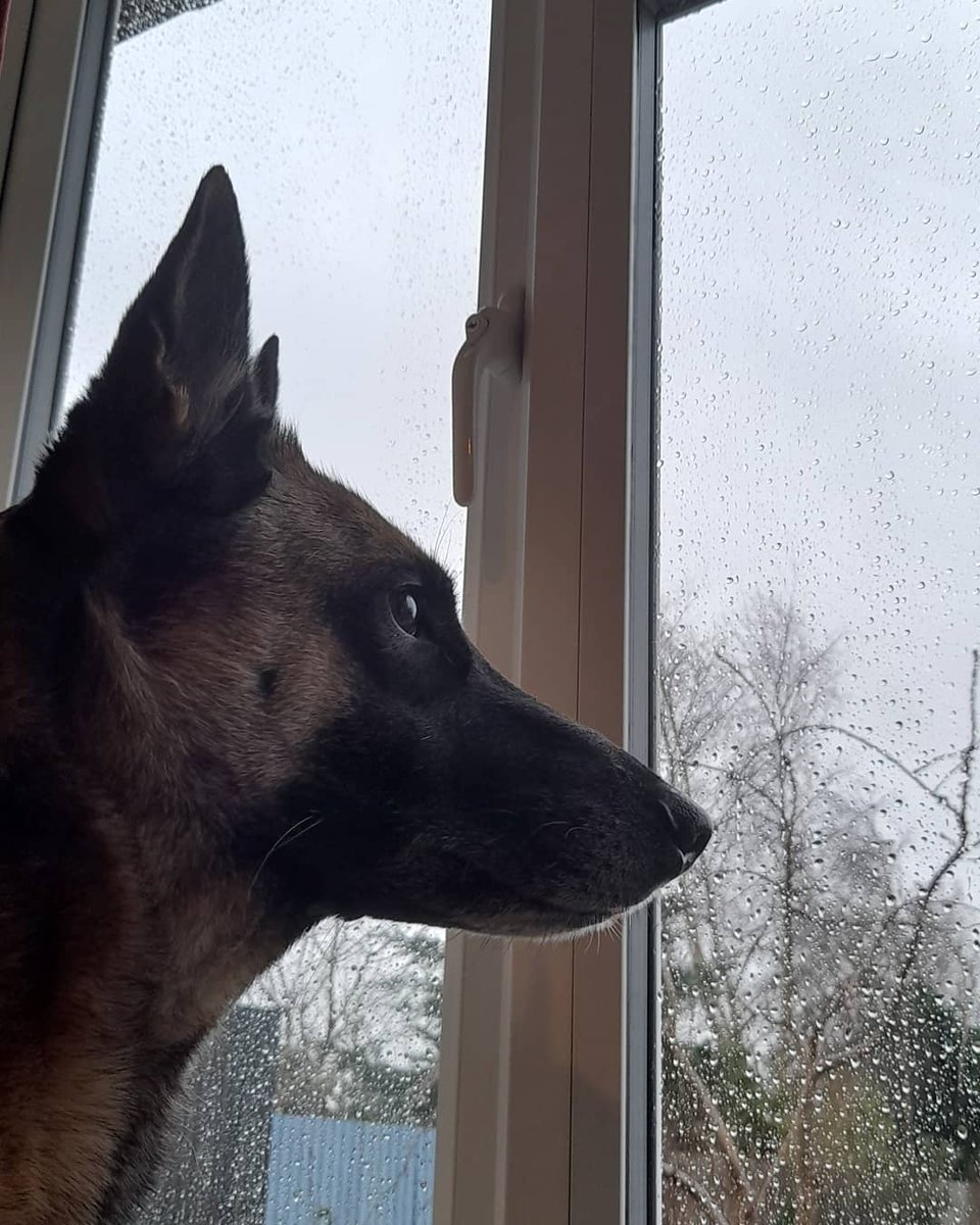 JinxMal's tweet photo. You can go out on your own today human, weather is foul. #StormChristoph #charity #tommystep @RBLI https://t.co/nDpMCiDHWd