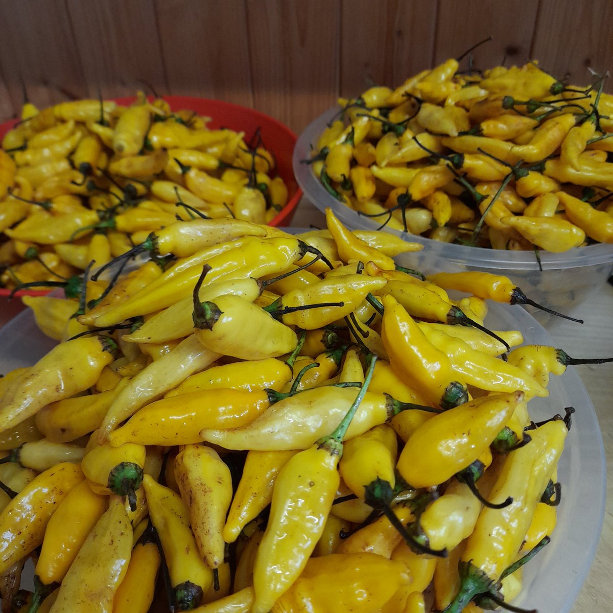 About to make a batch of Peruvian Fire!!🇵🇪🔥 I'll be at Hebden Bridge Market tomorrow (weather permitting), Saturday and Sunday with a range of hot sauce &amp; spice mixes AND I'll be selling cups of hot chocolate from the stall!!