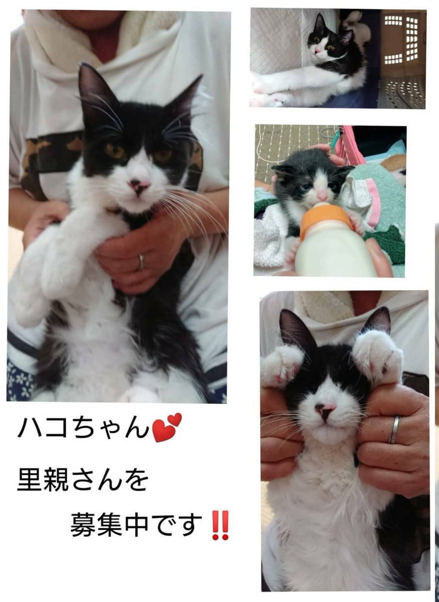 izumi20325's tweet photo. 🆘宮崎県延岡市の方
🆘延岡市一ヶ岡の方 
🔴拡散宜しくお願いいたします‼️🙇🔴

日向ぼっこハウス名 ハコちゃん(ハコスカ)
里親さんの入院中に居なくなったそうです。
まだ 見つかっていません。
どうか似た猫ちゃんを見かけたかたは 連絡下さい‼️🙇 https://t.co/xV5Kdlp0dj