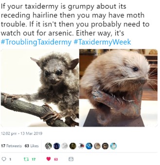 8. The majority of posts for  #TaxidermyWeek were text, accompanied by images, both in individual tweets and threads. Posts using casual, personable language were successful in including the reader in conversation, inviting further engagement.  #NatSCAConservation