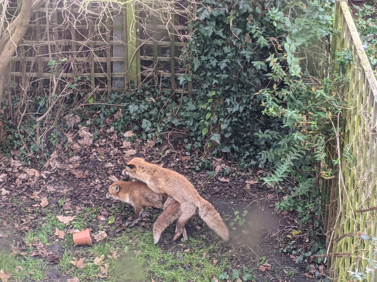 KayAlt4's tweet photo. I have an OF account now. Only Foxes. They did not appreciate me shouting "your doing great sweeties" at them https://t.co/I6wxkrsCCG