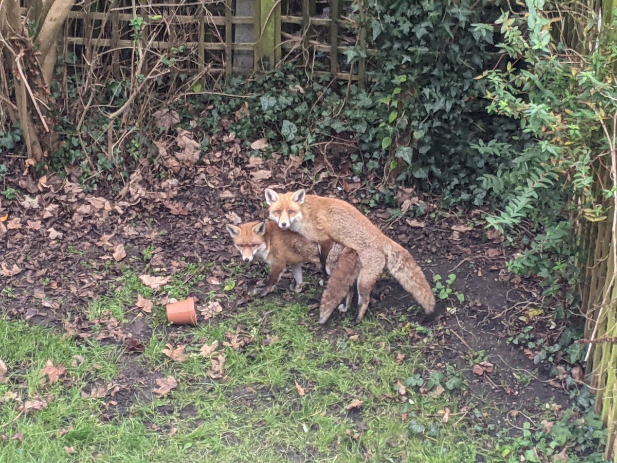 KayAlt4's tweet photo. I have an OF account now. Only Foxes. They did not appreciate me shouting "your doing great sweeties" at them https://t.co/I6wxkrsCCG