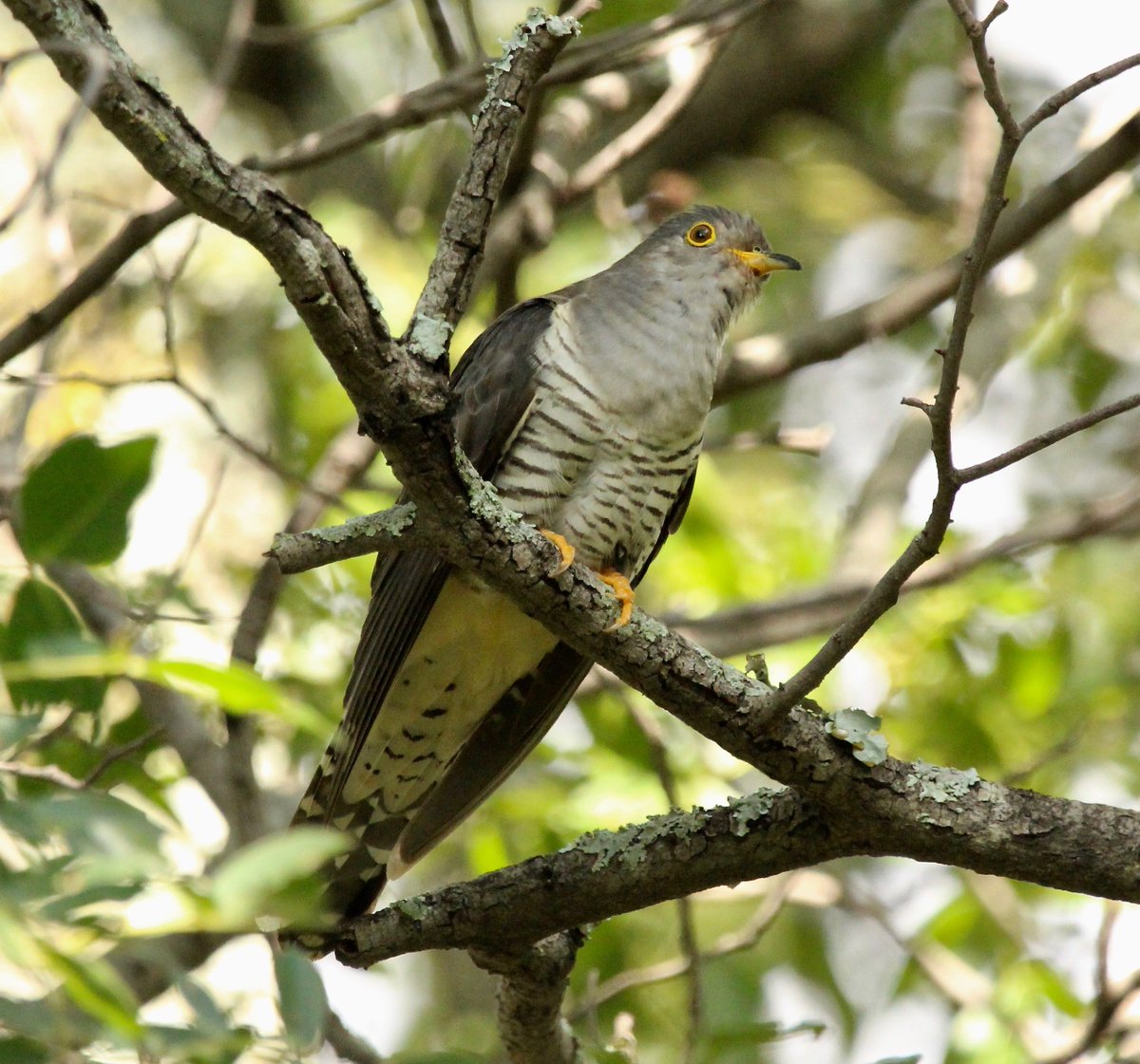 ZimbabweSafaris's tweet photo. Madagascar Cuckoo seen at Monovale Vleei this weekend.  A superb sighting, thanks to all those who alerted us of its presence ! https://t.co/WycwLaVMS4