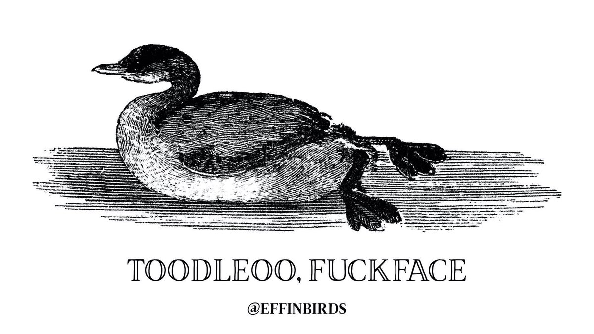 Effin' Birds (@effinbirds) on Twitter photo 