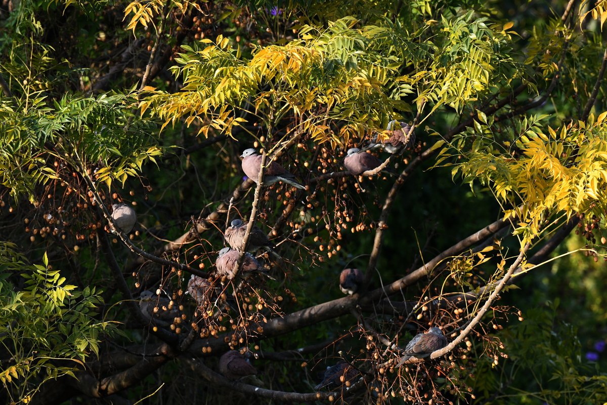 taiwanbirdguide's tweet photo. Winter sun 🌞
#RedCollaredDove
#TaiwanBirdGuide #bird #birding #birdtour #Taiwan https://t.co/i9SZ73HZVM