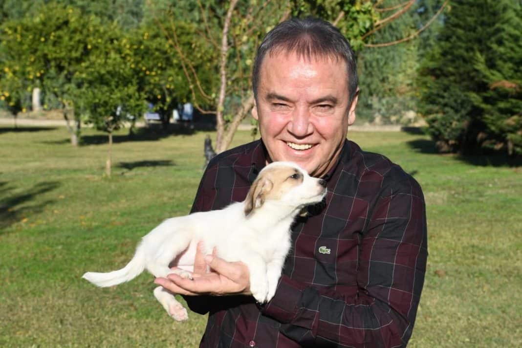 Antalyamızda yaşamı birlikte paylaştığımız can dostlarımız için müjde niteliğindeki #HayvanHaklarıYasası'nı destekliyor, katkıda bulunanlara teşekkür ediyorum. #BizBirlikteGüçlüyüz