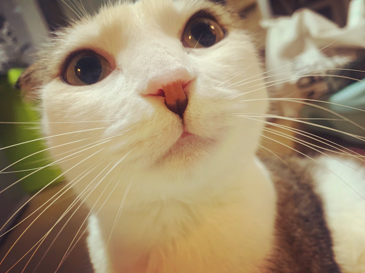 おかなこさん うしたん 珍しく吐いちゃった 透明の液体だったから お腹空いてたのかな その後はご飯も食べて 元気に走り回ってるから大丈夫そう ほっ 猫のいる暮らし Nyanchi 猫カフェ ぽんちゃん うっしー Mix猫 スコティッシュ