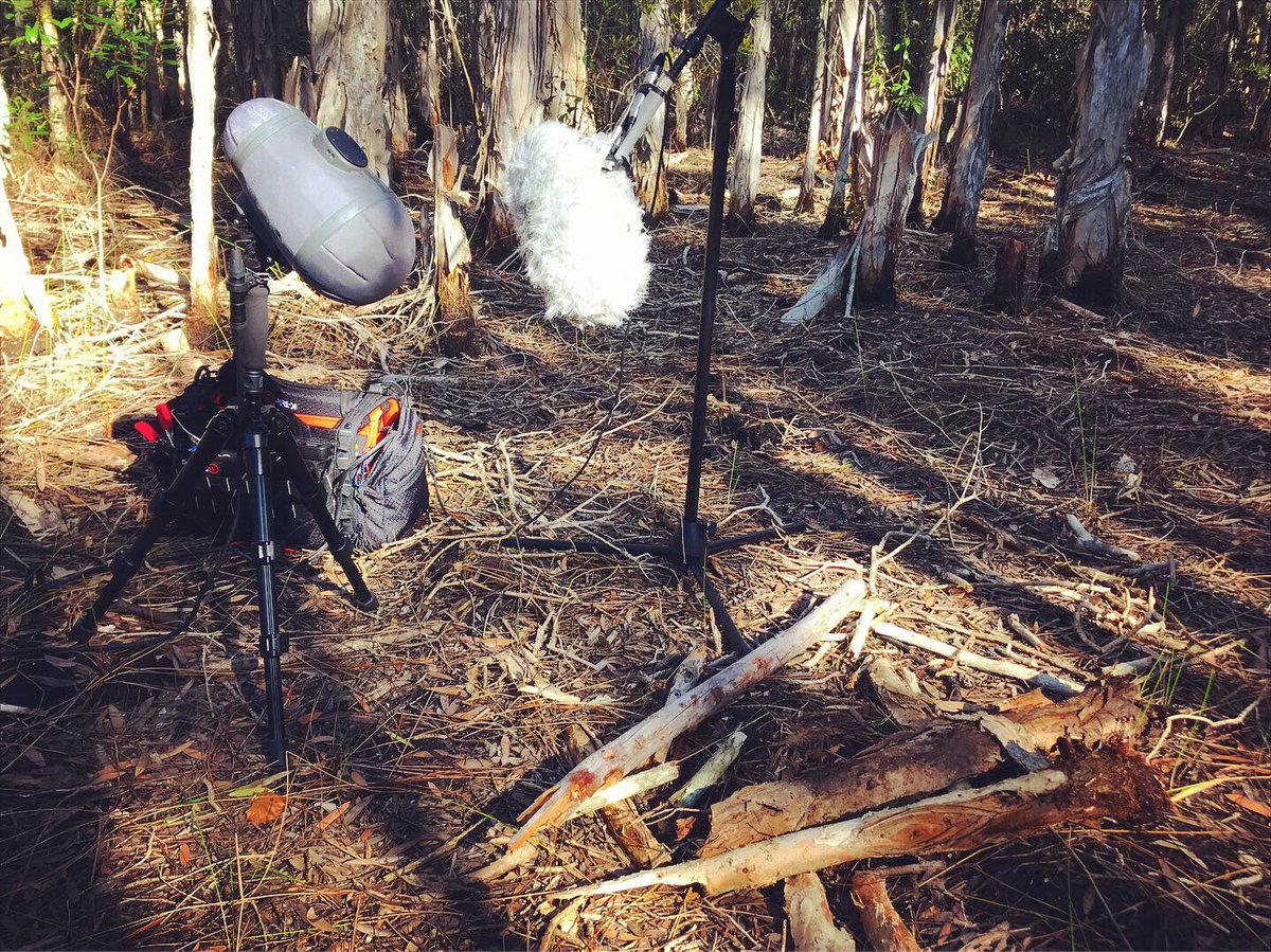 watsonwu's tweet photo. Impact sounds at this forest area 🔊👍🏻
.
The mosquitos here 😱😱
.
#soundeffects #watsonwu #impactsounds #sounddesign #impactrecordings #audiopost #microphone #rycotecyclone #slikusa #rodemic #forest #rodemicrophones #rodentg5 #ktek #ktekstingray #minimerodeblimp #traveler https://t.co/fTAgtddlVv