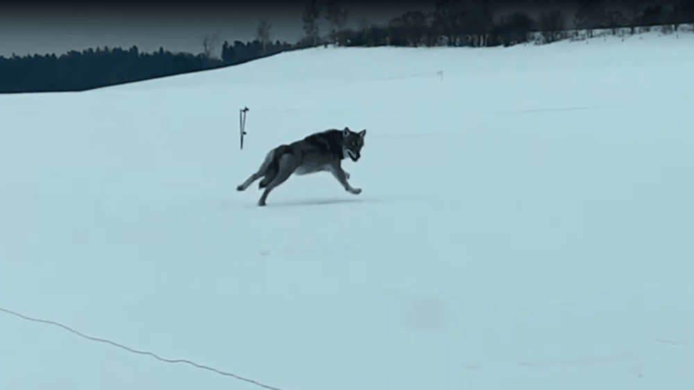 LaCoteJournal's tweet photo. #LONGIROD Deux habitants ont croisé la route d’un #loup découvrez la vidéo 😱
➡️ https://t.co/ne071XdvNg
@suisse https://t.co/7uXyBCKwvk