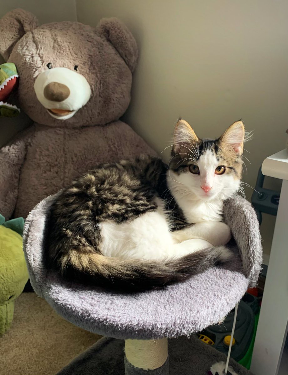 kayla_boltz's tweet photo. Hi I never come on here anymore but here’s some updated pics of my babies 🥺 https://t.co/LPyQwpaoaL