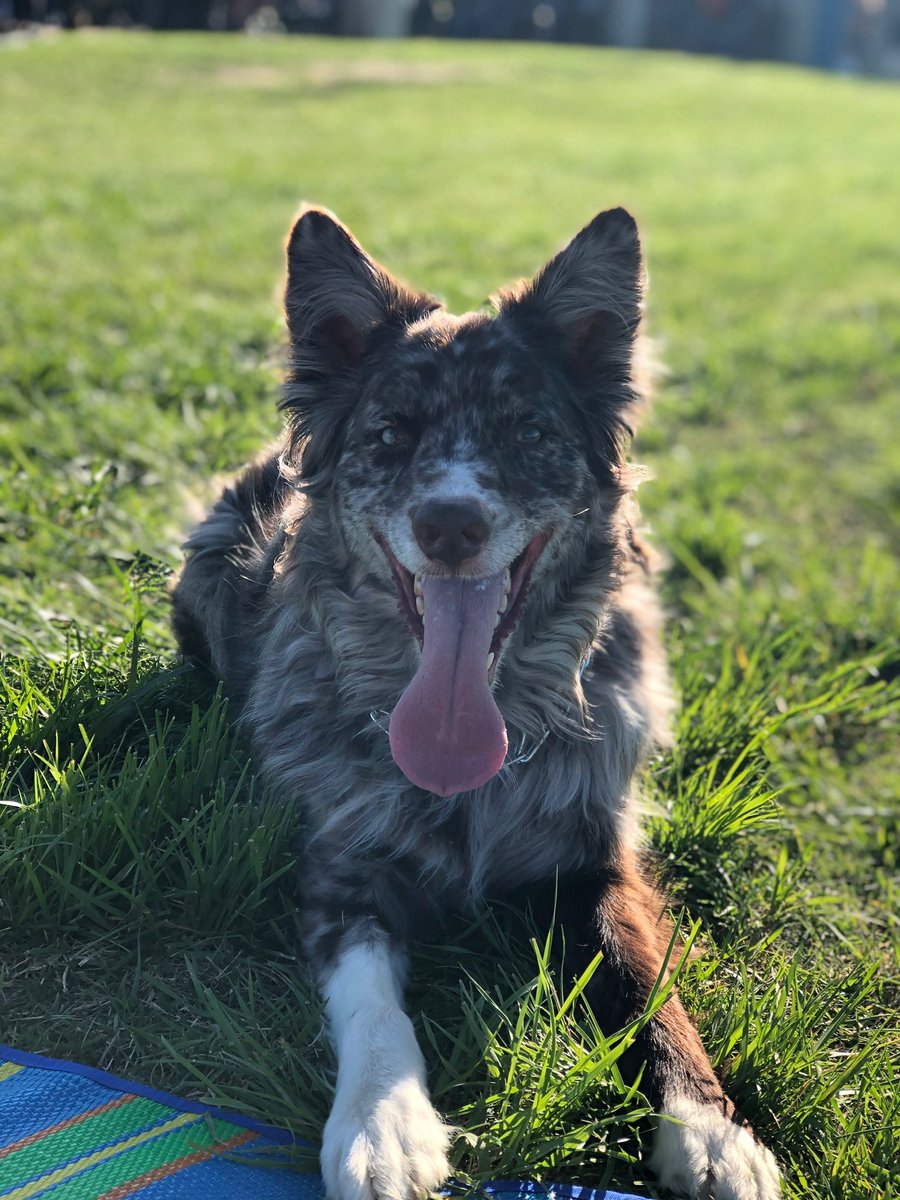 IchaDogs tweet media