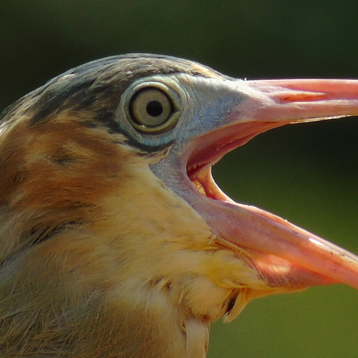MauricioCu13's tweet photo. Aaaaaaaaaaaaaaaaaah !!! 👉🏻📸
Garza chiflona (Syrigma sibilatrix)
#birdingtravel #birdsphotographer #birdsofibstagram https://t.co/kbmIWZk1O8