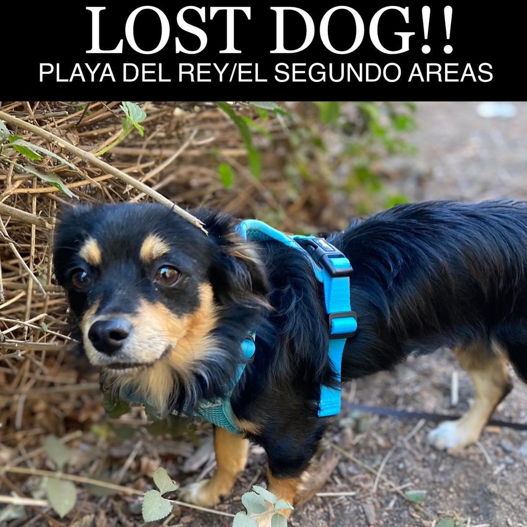 **LOST DOG**
Playa Del Rey/ El Segundo Areas Be On The Lookout!
His name is Koda and he is a male /1 year old Chihuahua mix. He is black all over with a brown mask and brush feet. He has white in his curled tail. Koda is microchipped. Please call us at
310-990-2020
<a href="/PDRScanner/">-</a>