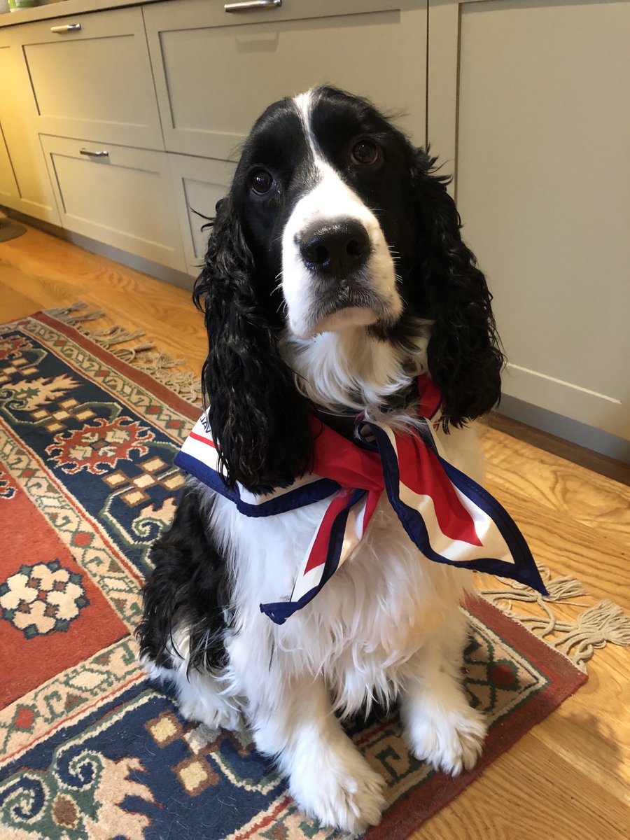 JoanGallos's tweet photo. For inquiring minds who follow fashion. Charles Darwin, your #VirtualComfortDog, is wearing classic red, white and blue. #GodBlessAmerica #inauguration #hope #DogsForBiden #DogsOfTwitter https://t.co/o9etZSu3Vn