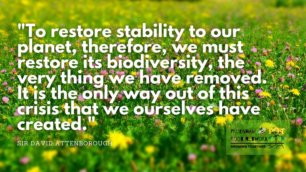 FrodshamRoots's tweet photo. Last call to have your say on where you think Cheshire West & Chester
Council should plant wildflowers and support our pollinators! The consultation closes on 25th January >> https://t.co/ufmf9ZSEIw #wildflowerwednesday #frodsham #frodshamroots #morebeesplease #pollinatorpower https://t.co/mgTqcnkgSg