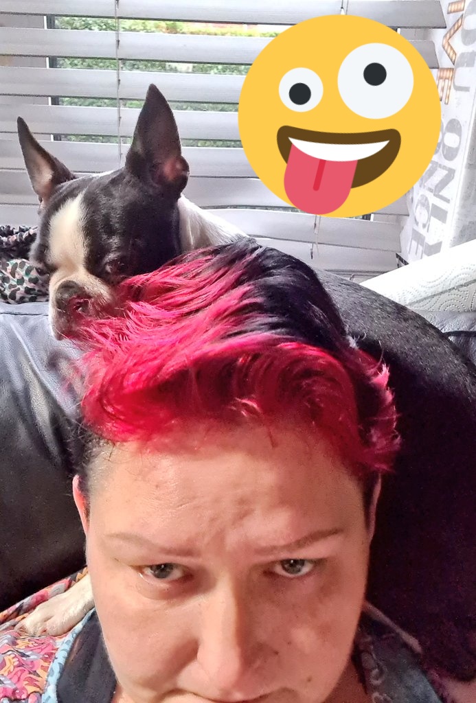 DylanexB's tweet image. Crazy baby 🤭 #lockdown2021 #boredbaby #bostonterrier