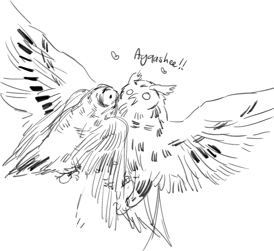 owls 