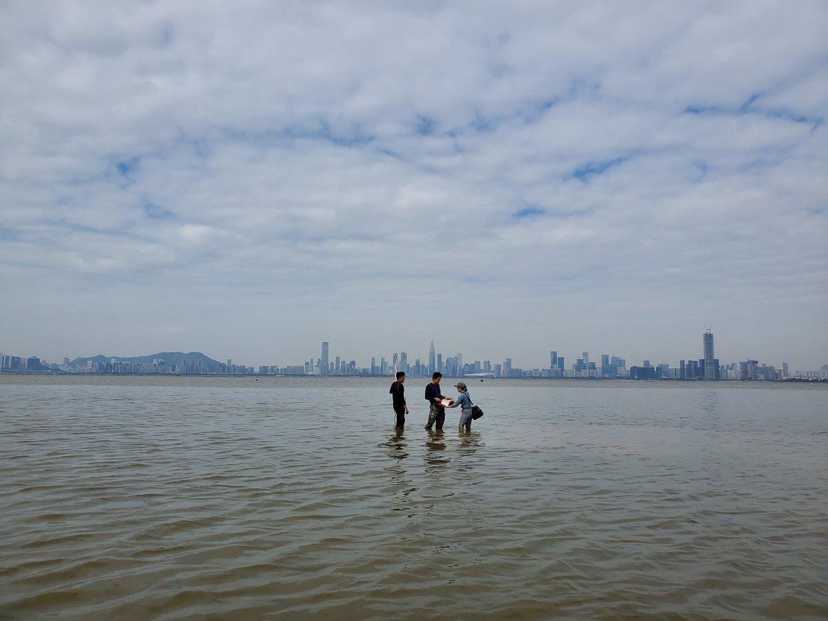 SeaLevelHK's tweet photo. A muddy start to the new year. Continuing work to explore the distribution of #mangroves and their microflora and fauna in Hong Kong. https://t.co/jdg7rofRTw
