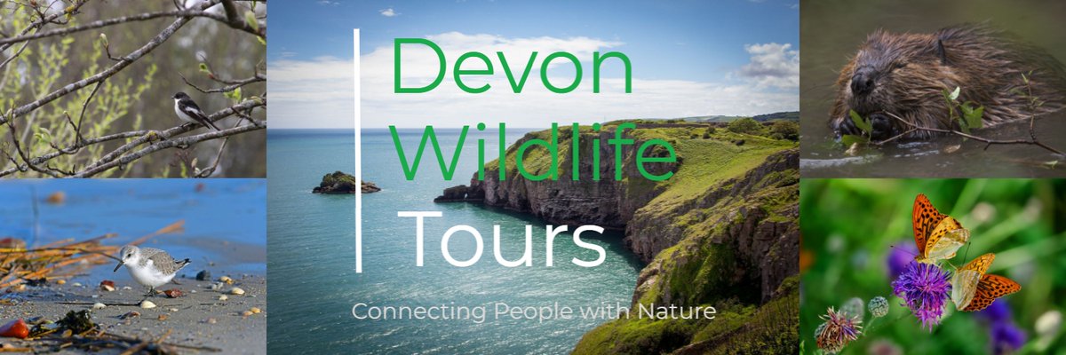 Matt Collis tweet media