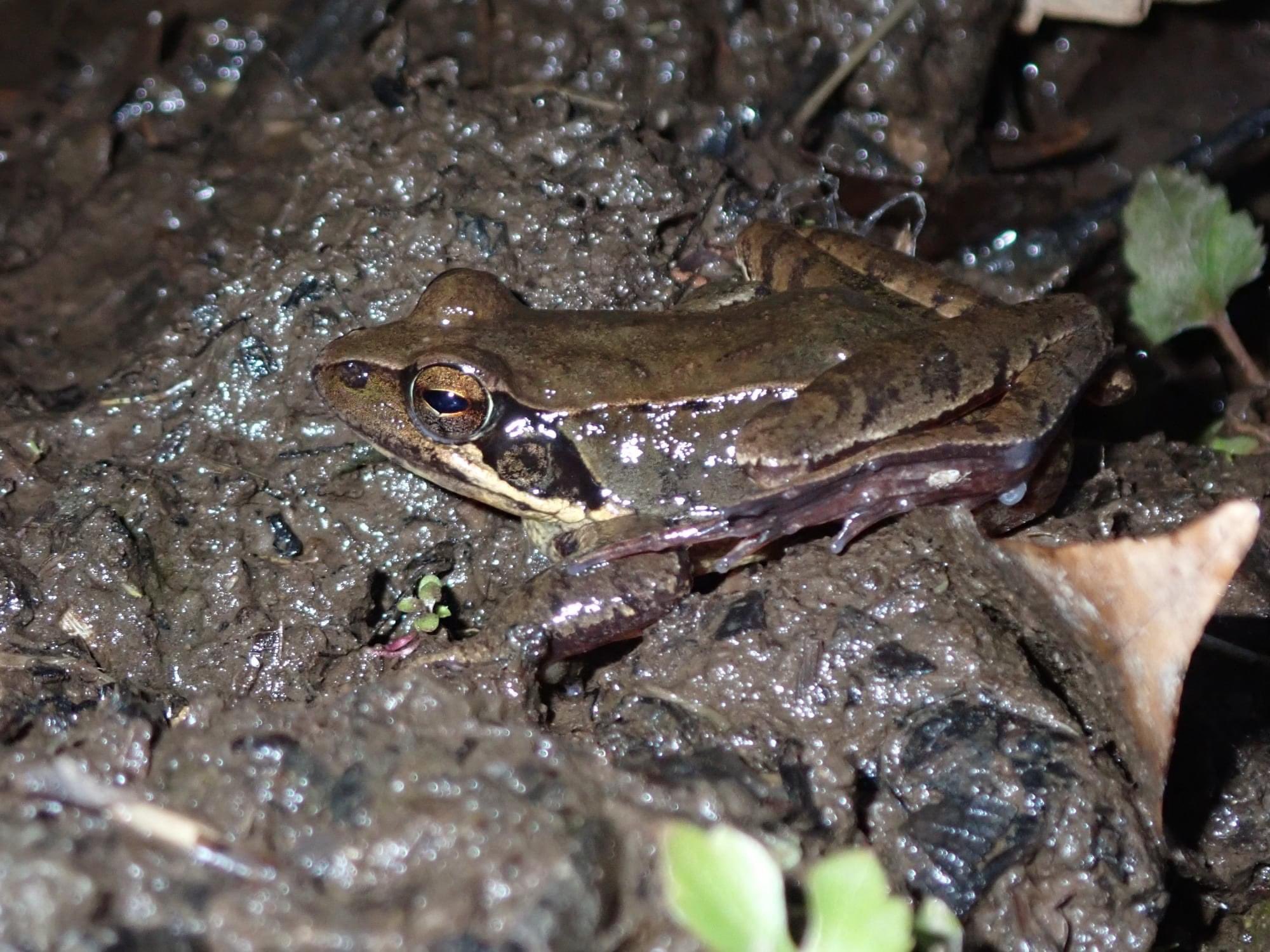 鹿児島県立博物館 on Twitter: 