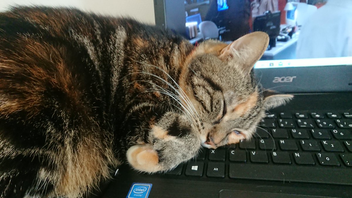 choum_tchoum's tweet photo. @LarrereMathilde Le bonheur d'avoir des chats 😹 https://t.co/kyaOr4qfgY