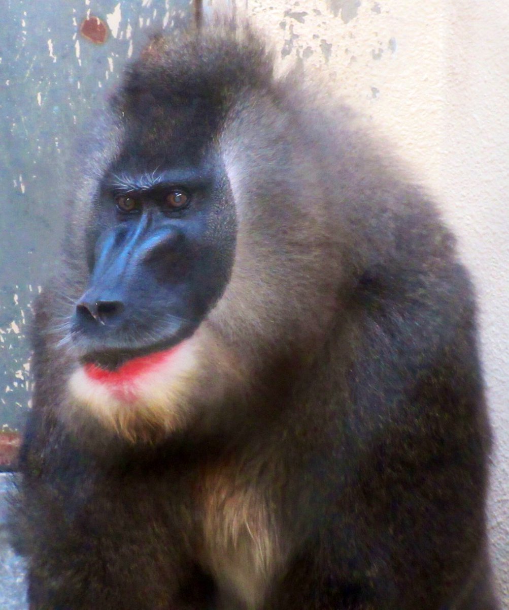 おらゑもん 縮減 ドリル ドン 天王寺動物園 マンドリル ベンケイ 京都市動物園 アヌビスヒヒ ロミオ 日本モンキーセンター マントヒヒ キング 東武動物公園 おらゑもん 縮減 ドリル ドン 天王寺動物園 マンドリル ベンケイ 京都市動物園 アヌビスヒヒ ロミオ 日本モンキーセンター マントヒヒ キング 東武動物公園