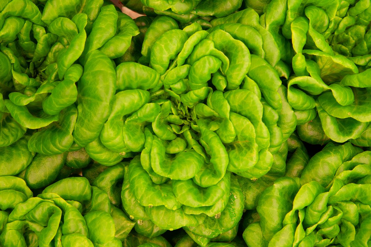 #FarmUrban are proud to consistently grow non- GMO and pesticide free produce using #Hydroponic technology🌿

Our sweet Butterhead lettuces are particularly known to have high levels of Iron and Vitamins A & K that help contribute towards a healthier immune system🌱