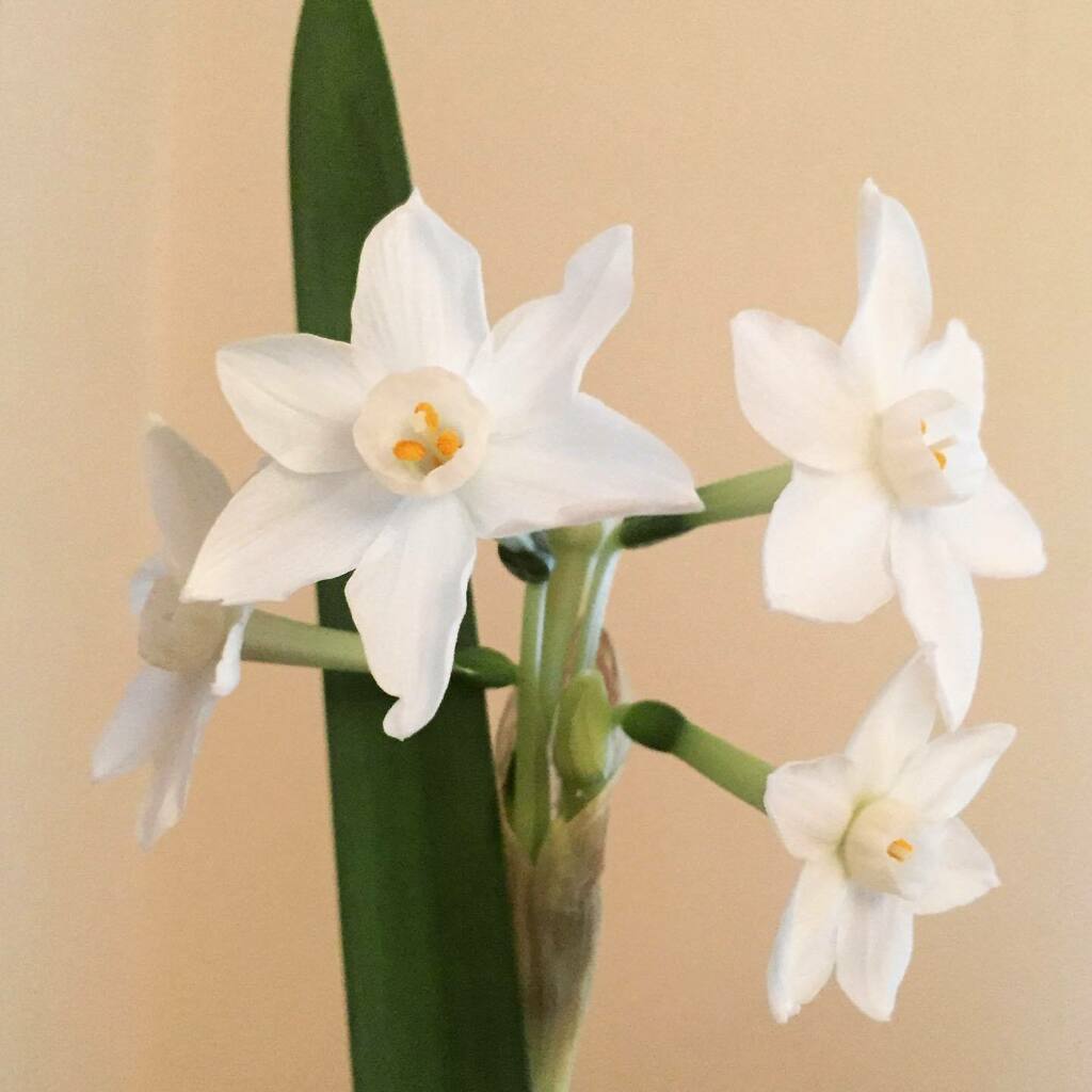 timofnewbury's tweet photo. Flowering indoors #ludwigfilter https://t.co/2YysftqLY6 https://t.co/2lJaXdlChf