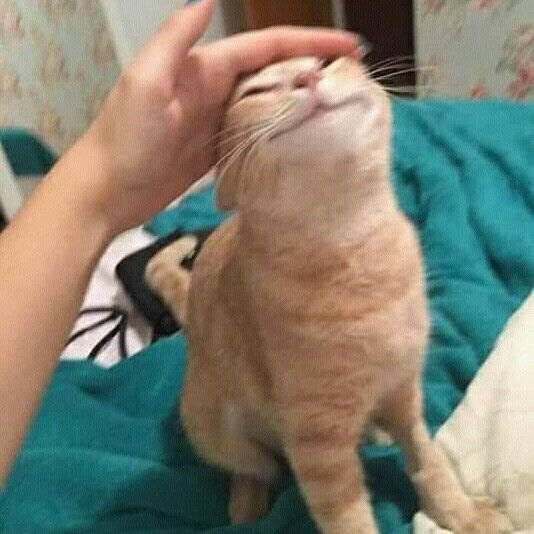 SquashedBanan's tweet photo. me when food https://t.co/kDeosY8qbE