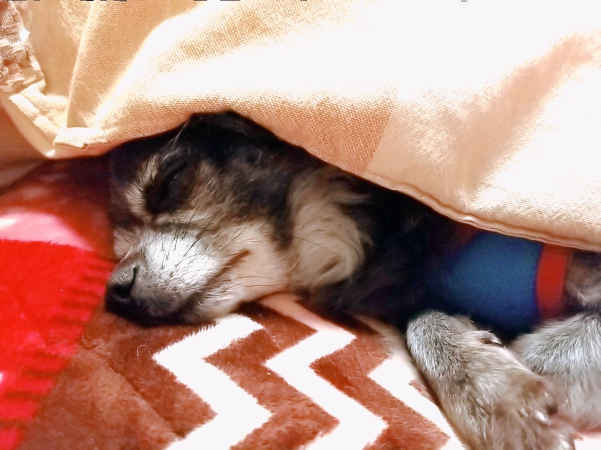 寝不足 そしてこれはこたつ犬