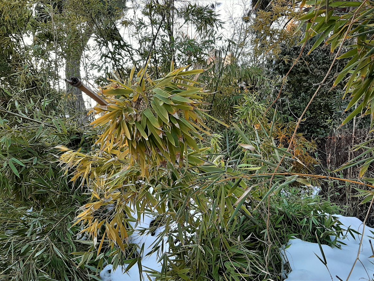 aazagra's tweet image. Ahora toca recomponer todo este jardín después de #Filomena un nuevo reto...
@RoxSantaella @jmarfa  @Portal_Jardin @_paisajista @norprama @xuringoa @monfort @marta_marfany @Studiositas @aceytuno @stervinoupep