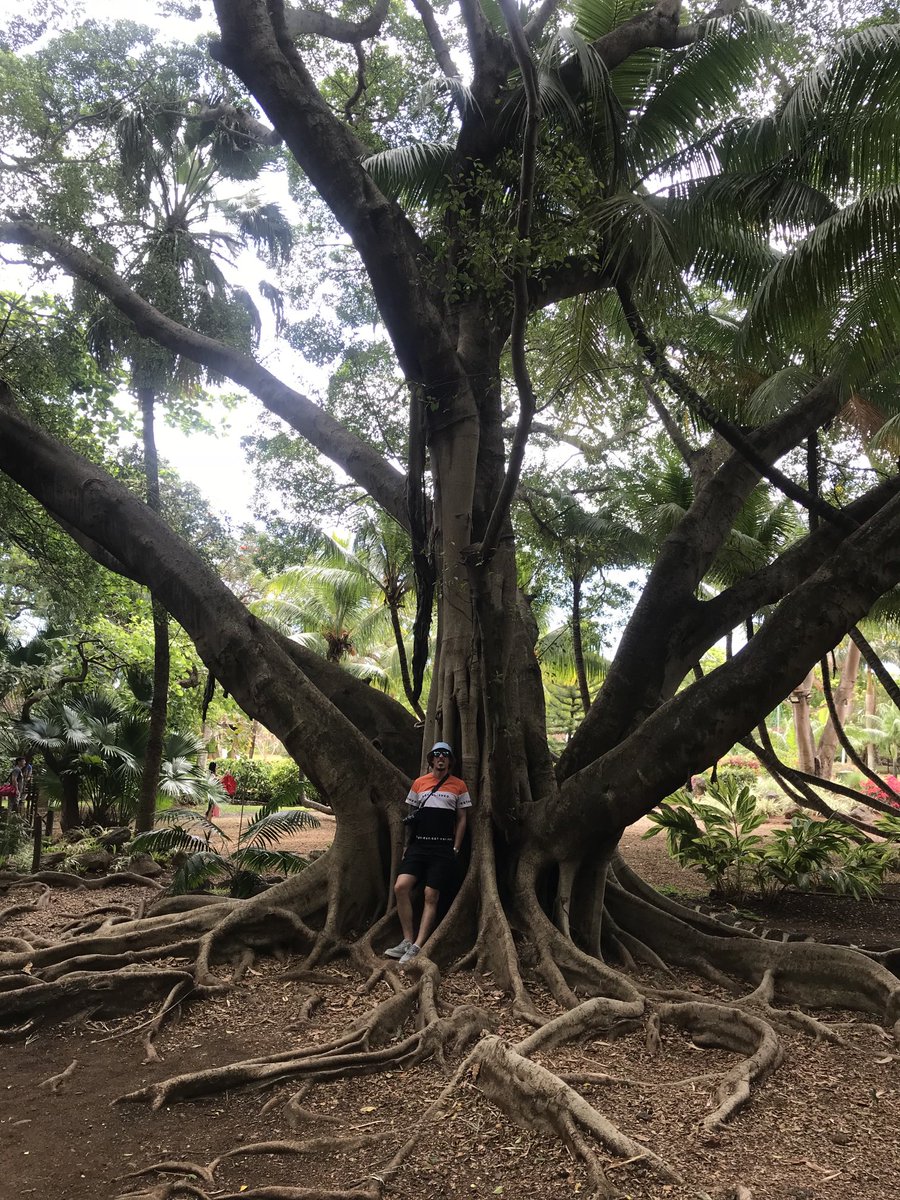 Morning #elevenseshour how’s this for a tree😄 #lovetrees