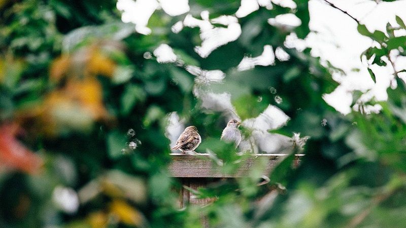 DerbyUniOnline's tweet photo. In our new @DerbyUni blog, it examines how noticing, connecting with or spending time in #Nature during the #CoronavirusLockdowns has affected the #Wellbeing of both ourselves and our natural environment. Read more: https://t.co/SR34op4gej https://t.co/dmnQJKQXyb