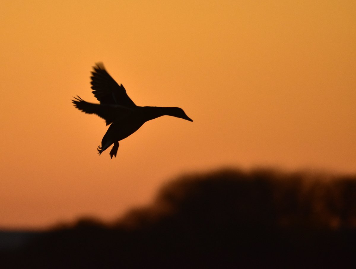 Archived: USFWS Director Aurelia Skipwith tweet media