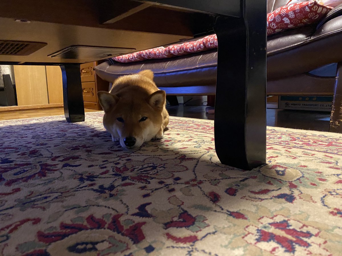 柴犬らいと 1t8bpdkrtu6fn0g Twitter 柴犬らいと 1t8bpdkrtu6fn0g Twitter