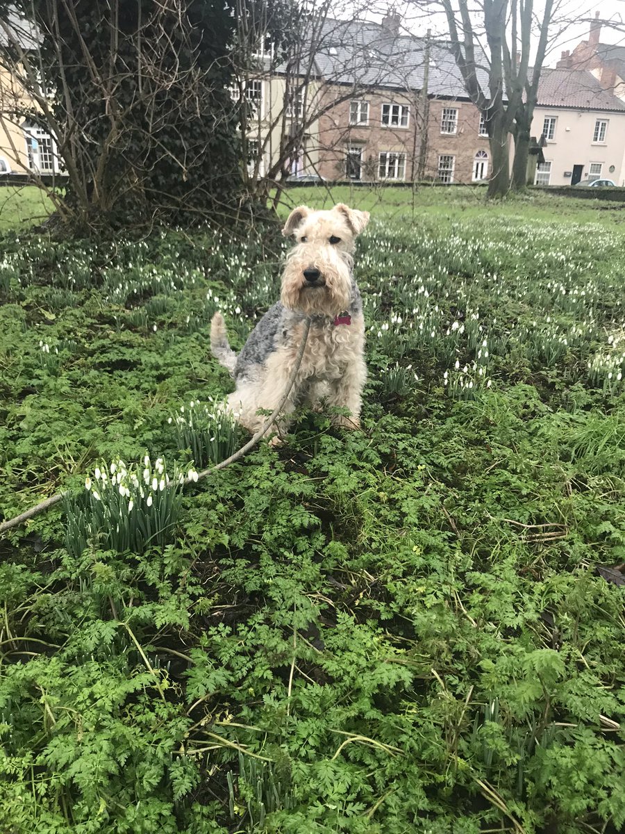 Happy Wednesday everypawdy! It’s a  very wet ☔️ day today but look the snowdrops are coming out 😁 #springisonitsway #snowdrops #wetwednesday #lakelandterrier #riponcathedral #riponuk <a href="/riponcathedral/">Ripon Cathedral</a>