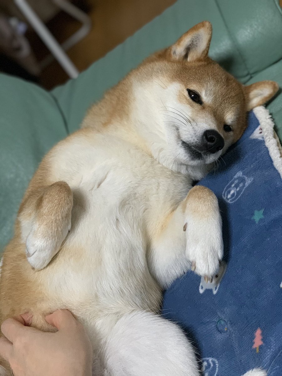 柴犬ハル 今日は仏頂面でなでなで催促