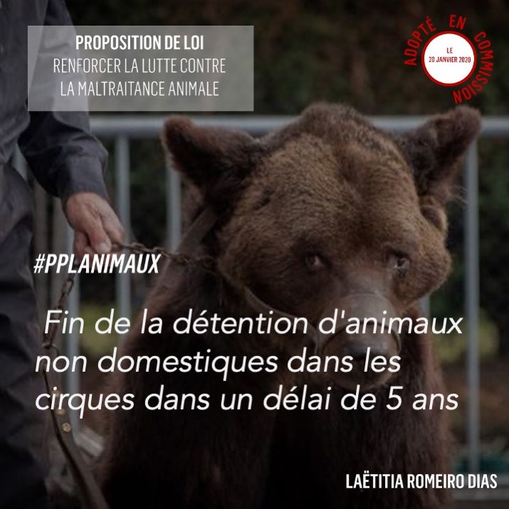 Romeiro1L's tweet photo. ✅Adoption de mon amendement sur la fin de la détention d'animaux non domestiques dans les cirques dans un délai de 5 ans
#Pplanimaux #maltraitanceanimale #conditionanimal https://t.co/laqPMqB9oh