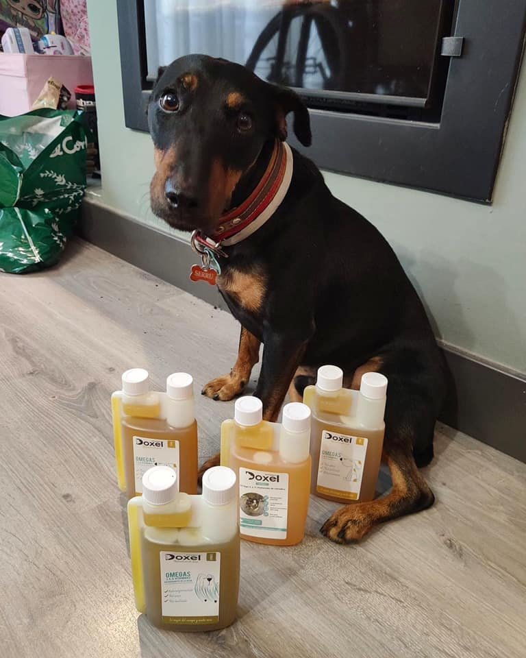 heroesde4patas's tweet photo. SERRU ya tiene su Doxel y está encantado!! Muchísimas gracias Doxel Petcare, por todo lo que nos mandáis siempre! Gracias por pensar en nuestros héroes!
#doxelsupplements #doxel #héroesde4patas https://t.co/9FLOEpWPlJ