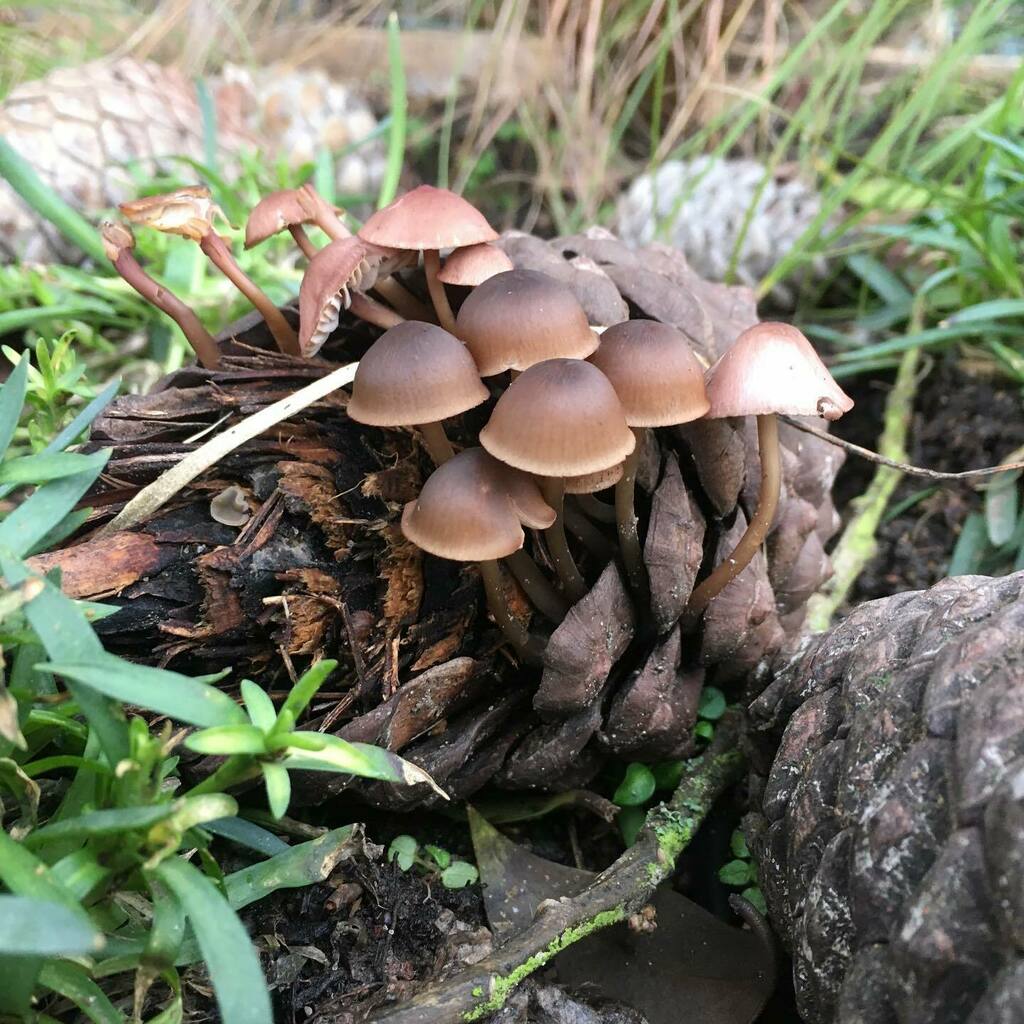 QueensPromenade's tweet photo. Mushrooms growing from a fir cone perched on the living roof of the bug hotel. #fungiphotography #fungiofinstagram #fungi #firconemushroom #fircone #pocketpark #volunteers #bughotel🐞🐌🐛🐜 #bughotel https://t.co/OW4iBAfaH3 https://t.co/Ts4St5URCg
